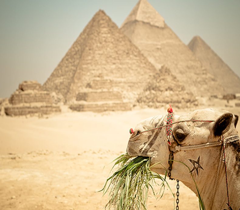 camel_pyramid_ultra_hd_wallpapers